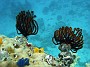 87- Crinoides et spirobranches sur un massif de porites - Kouare
